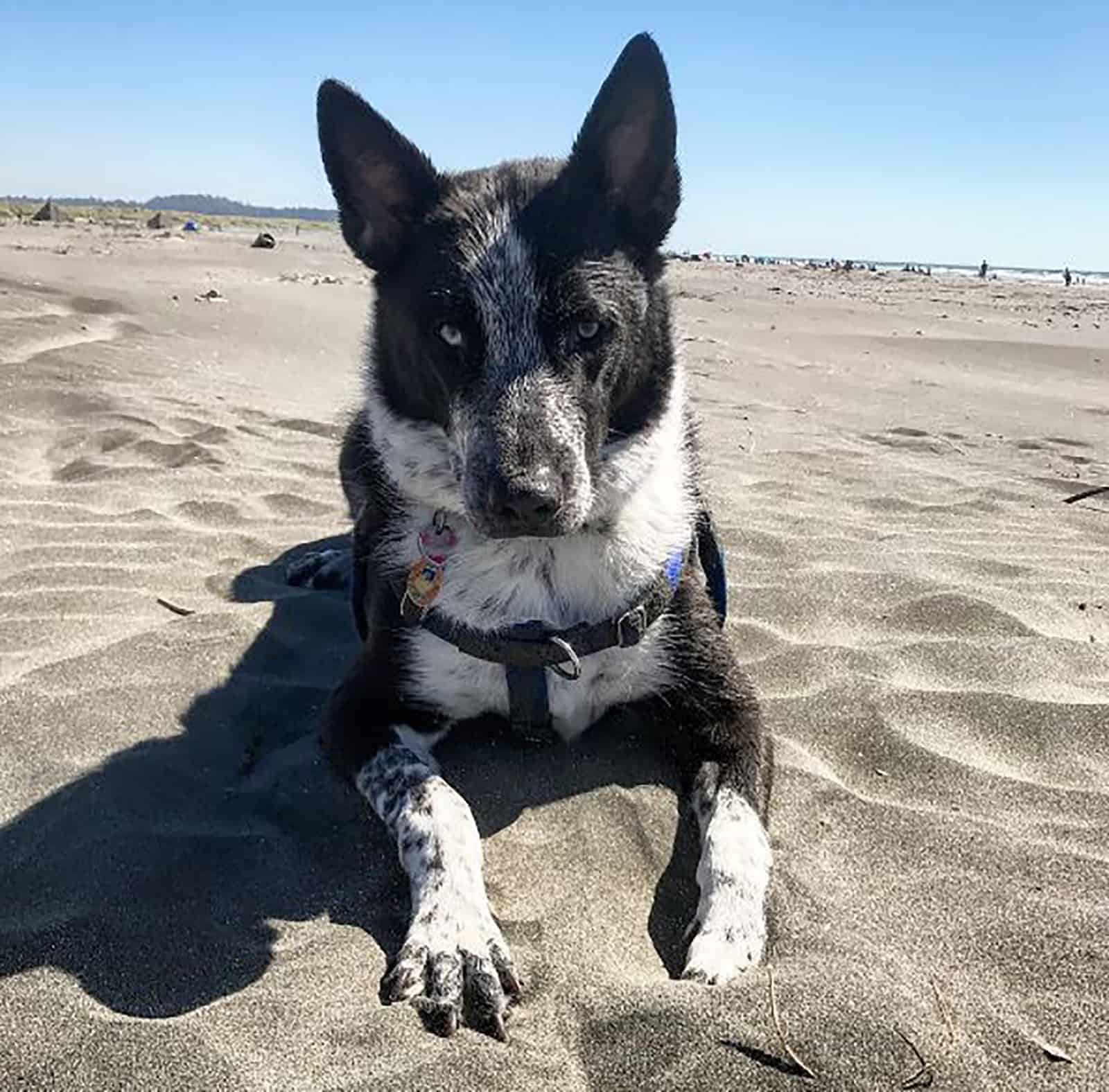 blue heeler husky mix dog sitting on the beach