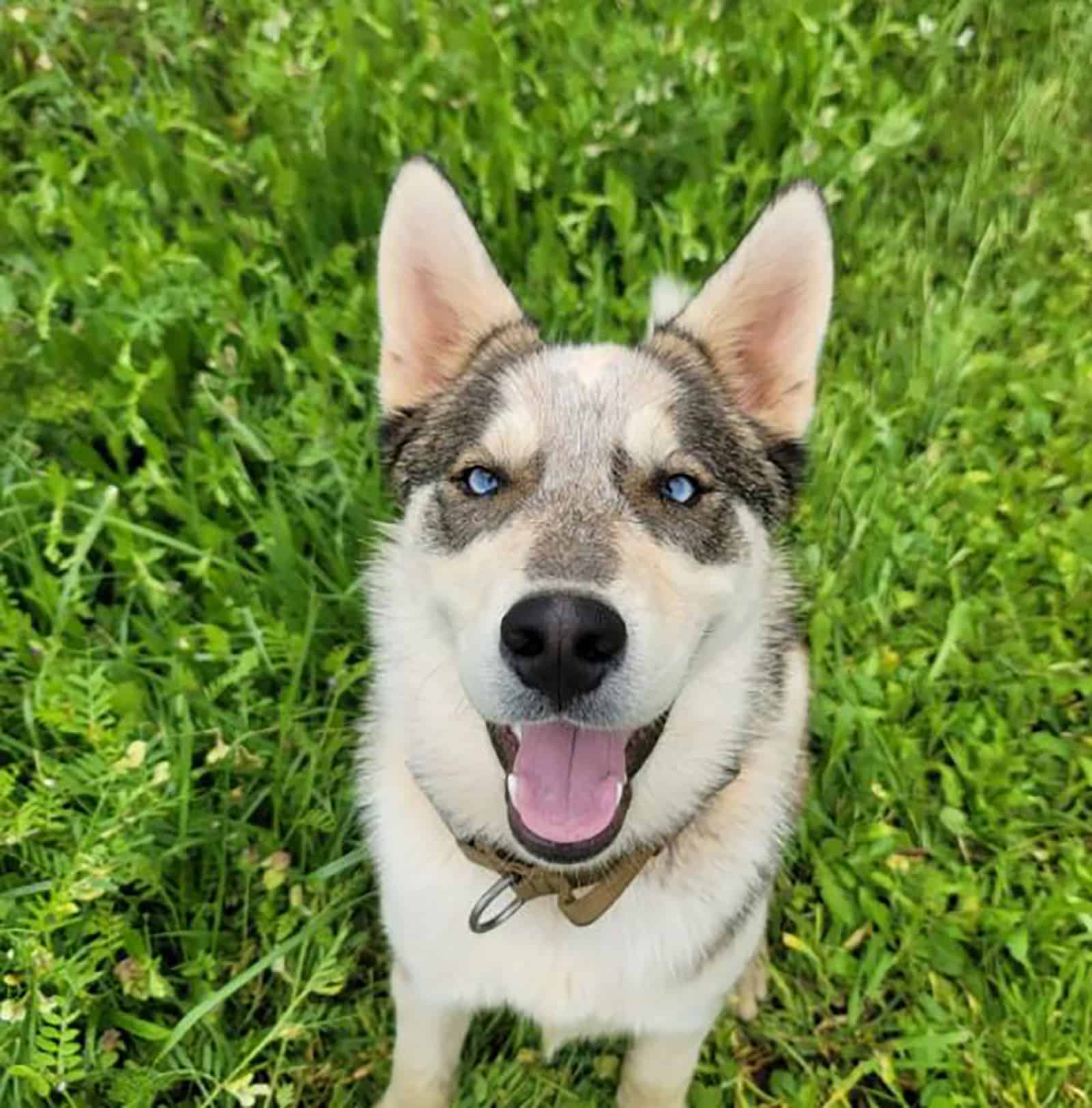 blue heeler husky mix sitting on the lawn