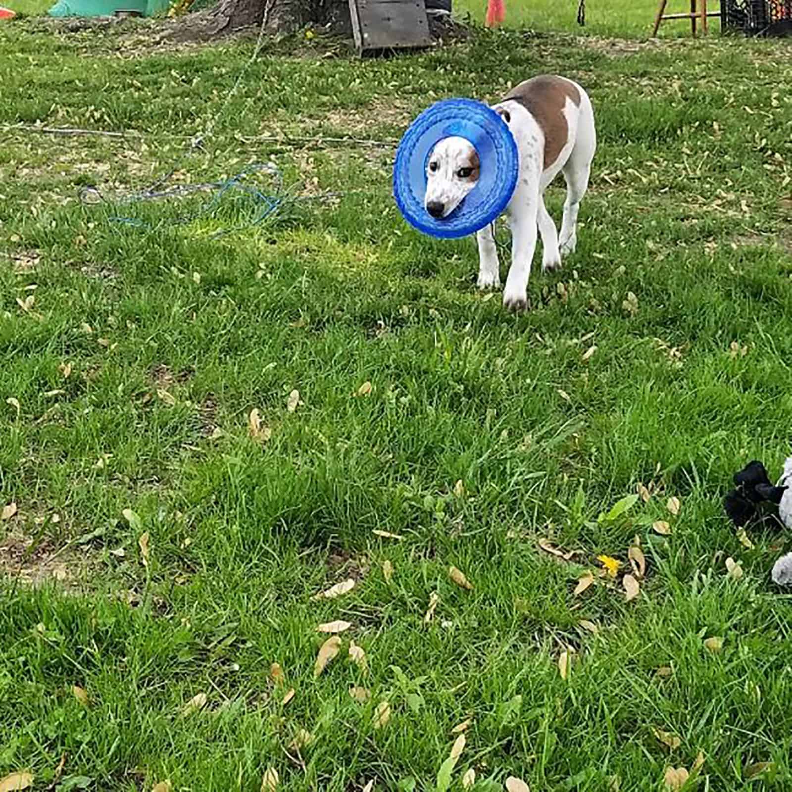 blue heeler pitbull dog playing in the backyard