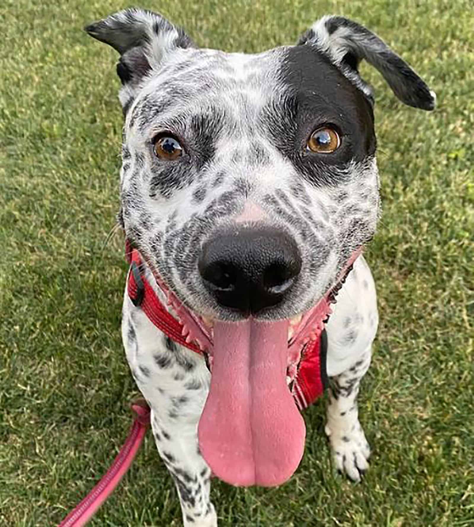 blue heeler pitbull dog sitting on the grass in the park