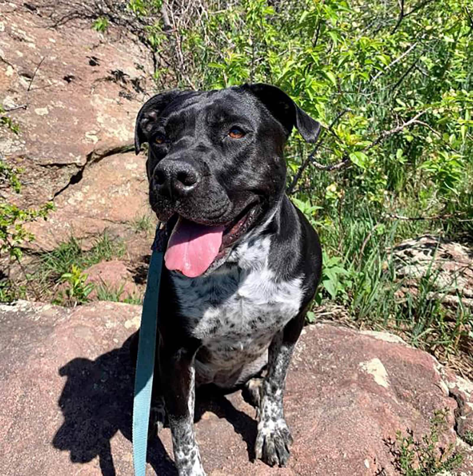 blue heeler pitbull dog sitting on the rock