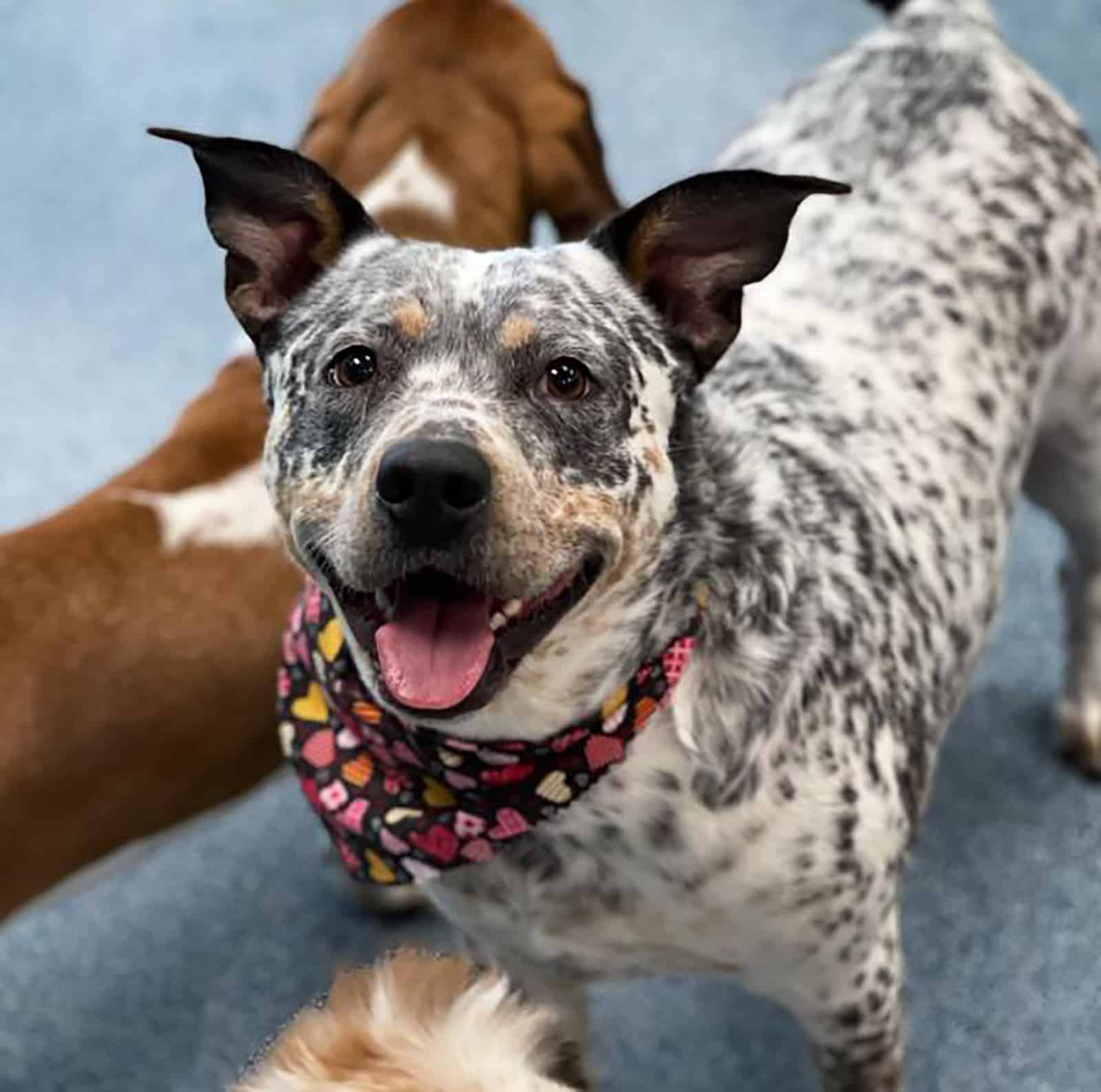 blue heeler pitbull mix dog looking into camera