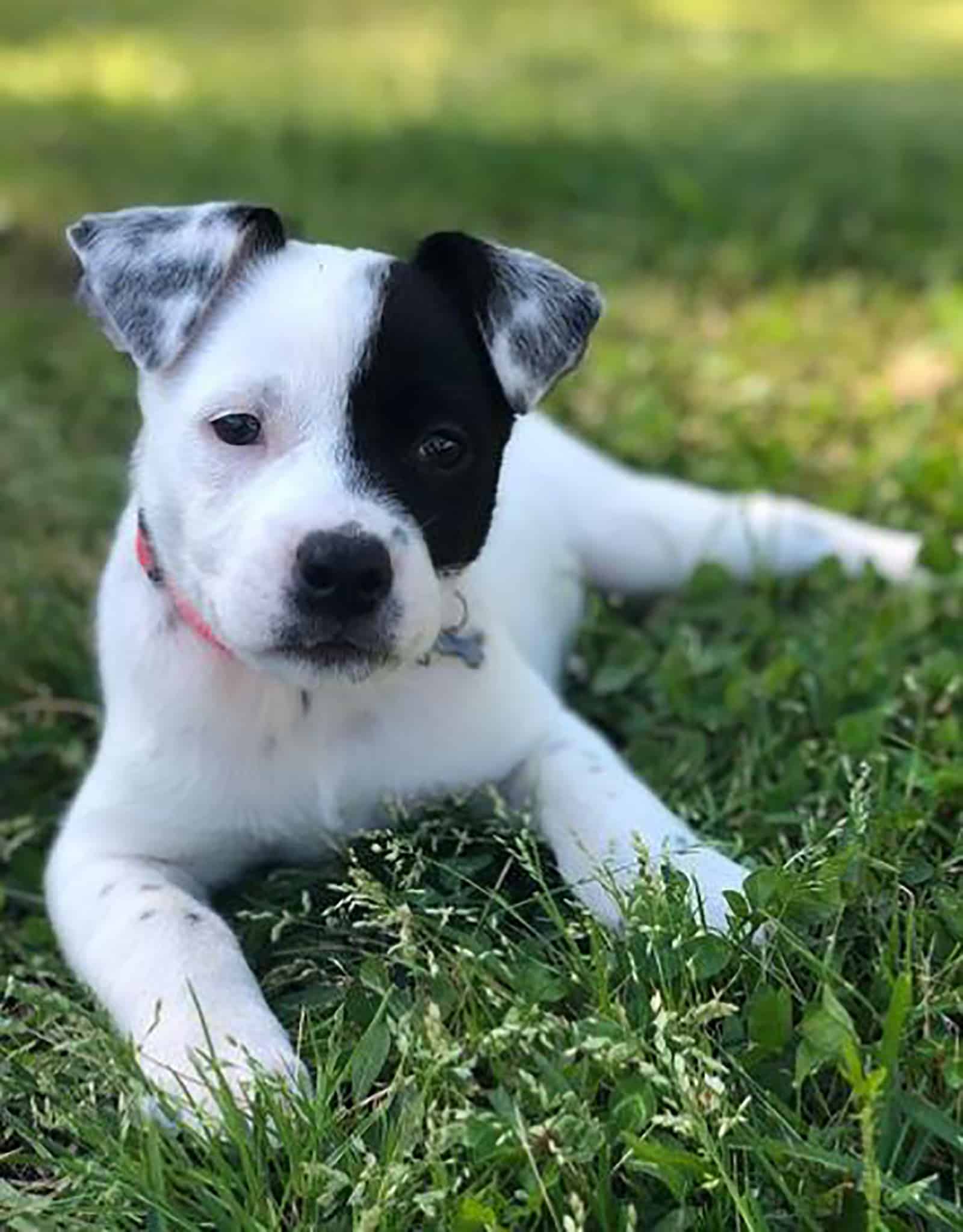 blue heeler pitbull puppy sitting on the grass