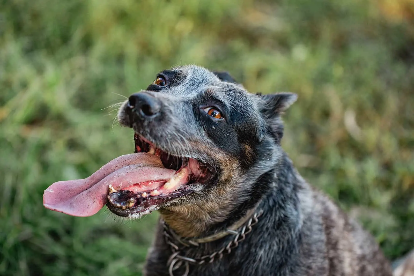 blue heeler dog with tongue hanging out