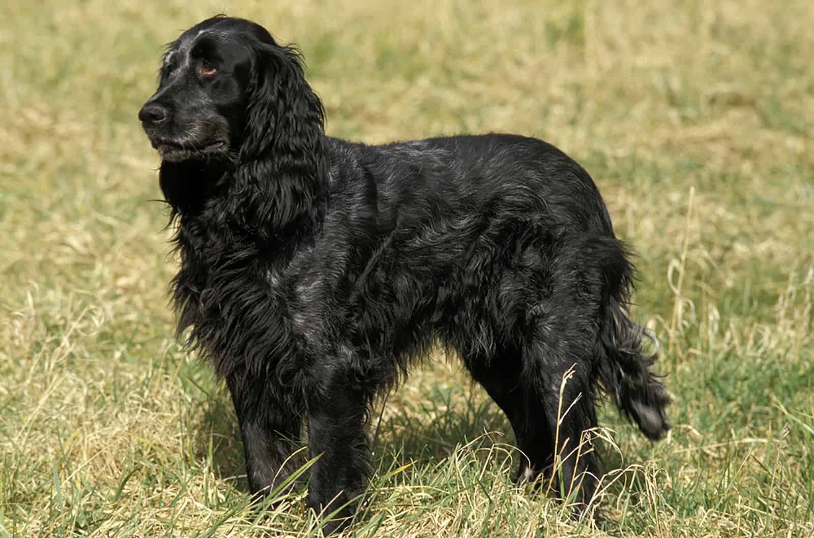 blue picardy spaniel dog standing on Grass