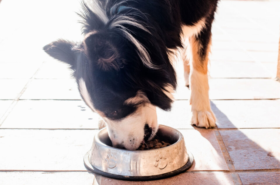 Border Collie Feeding Chart A Healthy Feeding Habits Guide