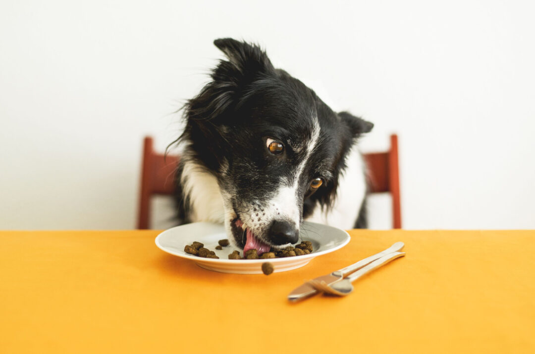 border-collie-feeding-chart-a-healthy-feeding-habits-guide
