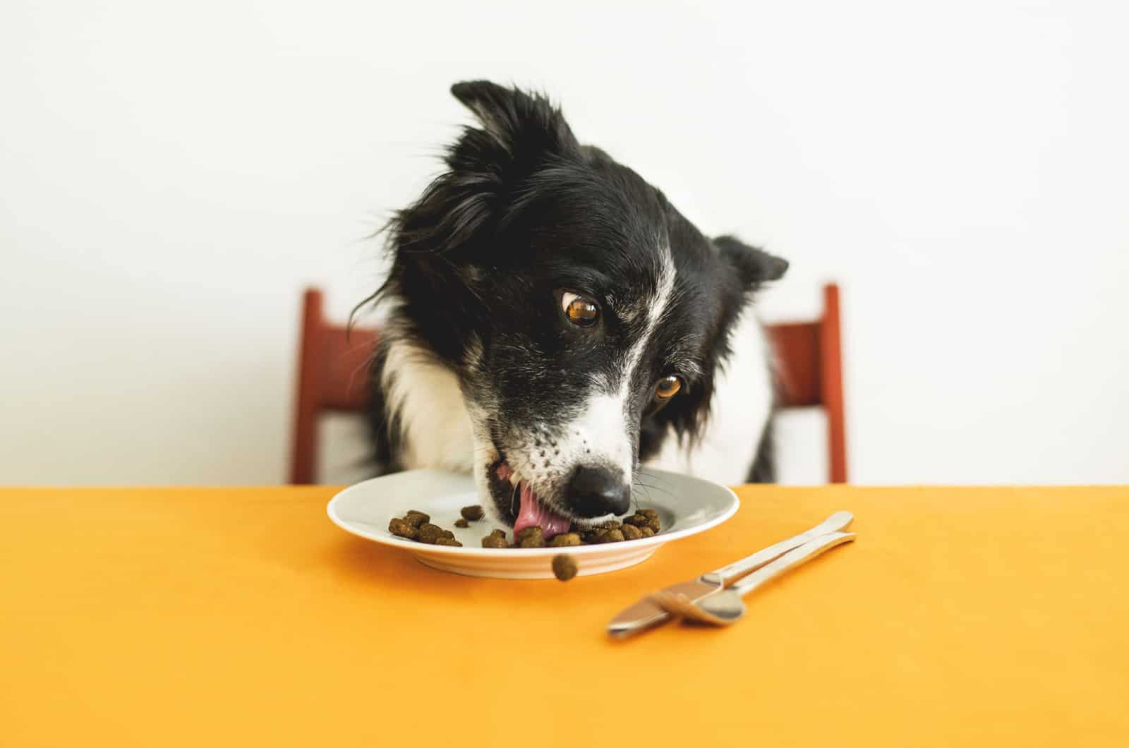 Border Collie Feeding Chart A Healthy Feeding Habits Guide Border Collie Feeding Chart A Healthy Feeding Habits Guide
