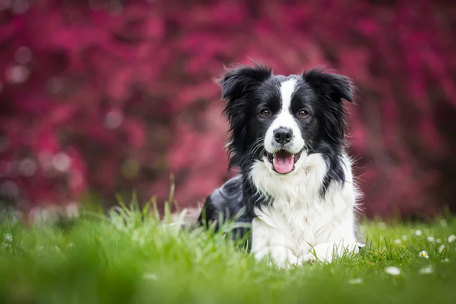 border collie dog lying on the grass