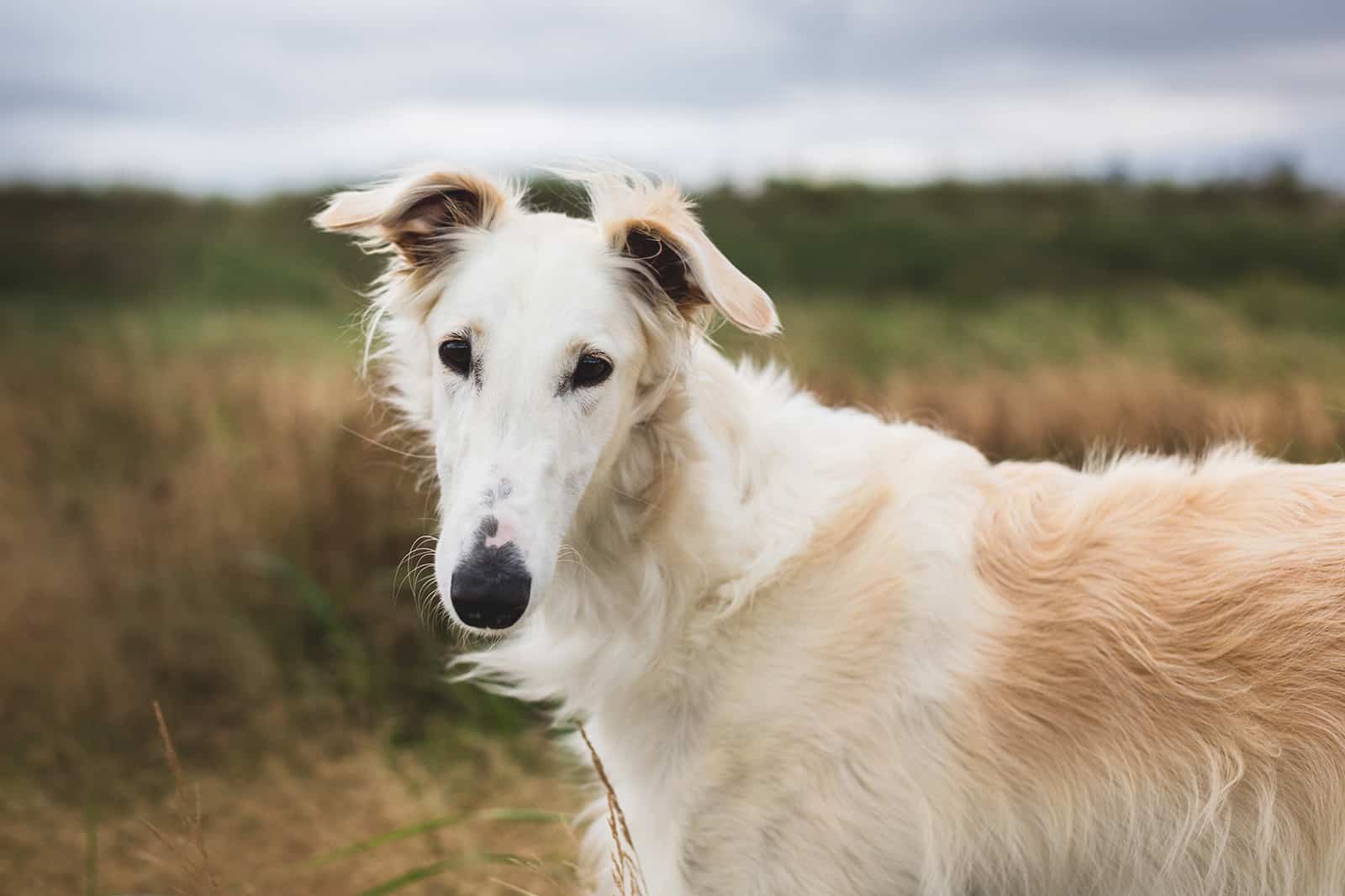 borzoi dog in the meadow