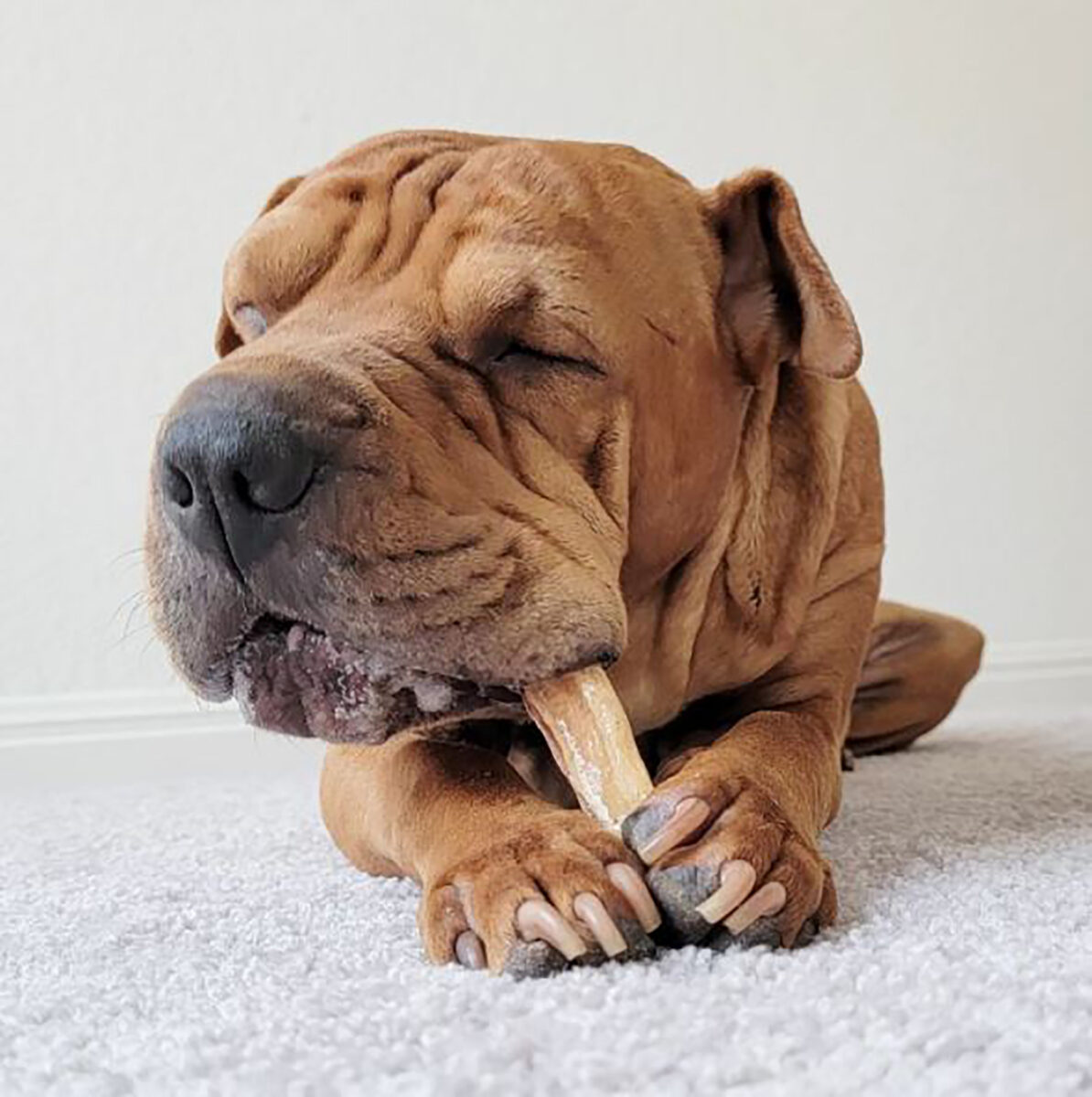 Shar Pei Mixes 28 Hybrid Pups That Will Melt Your Heart