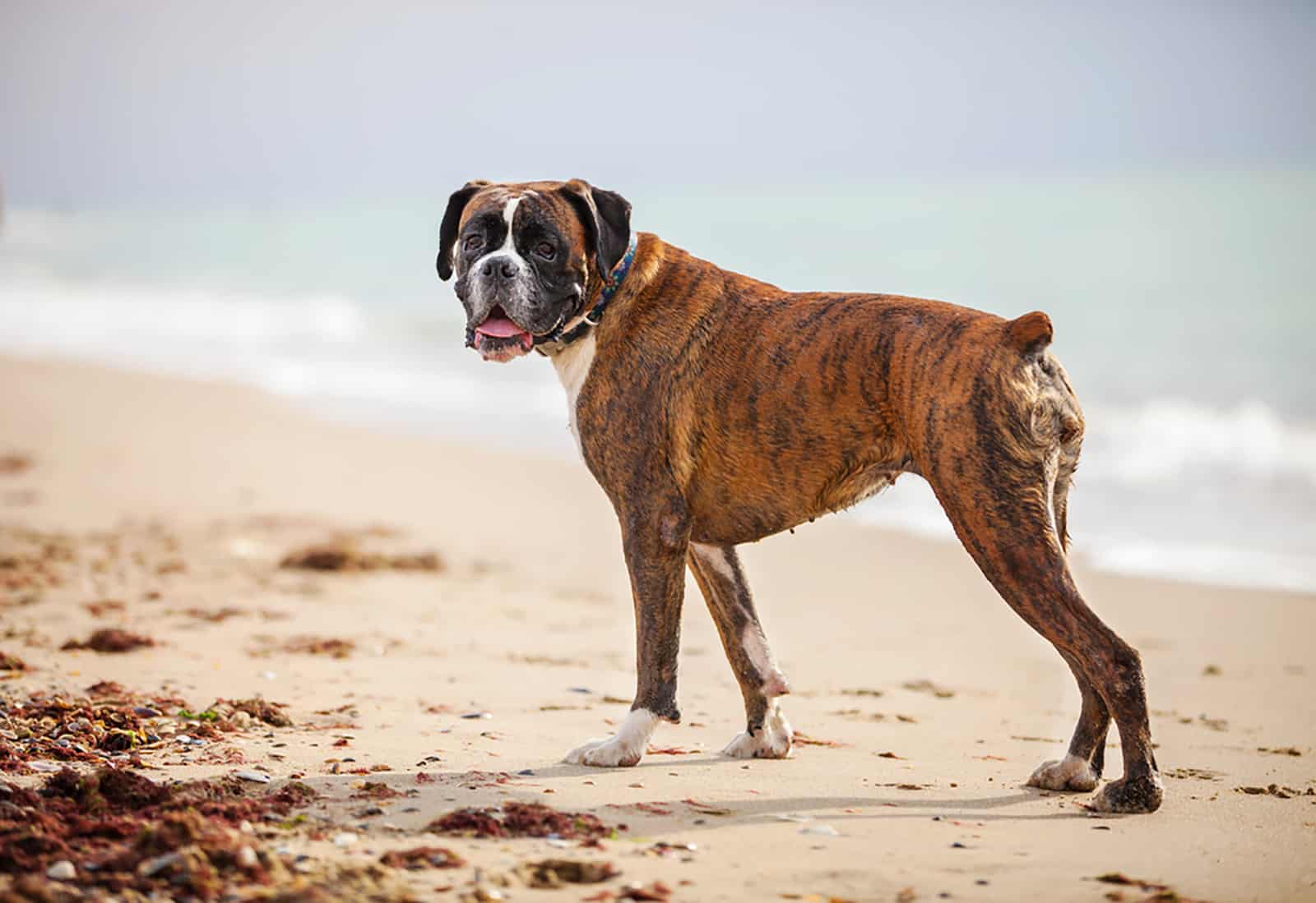 boxer dog near the sea