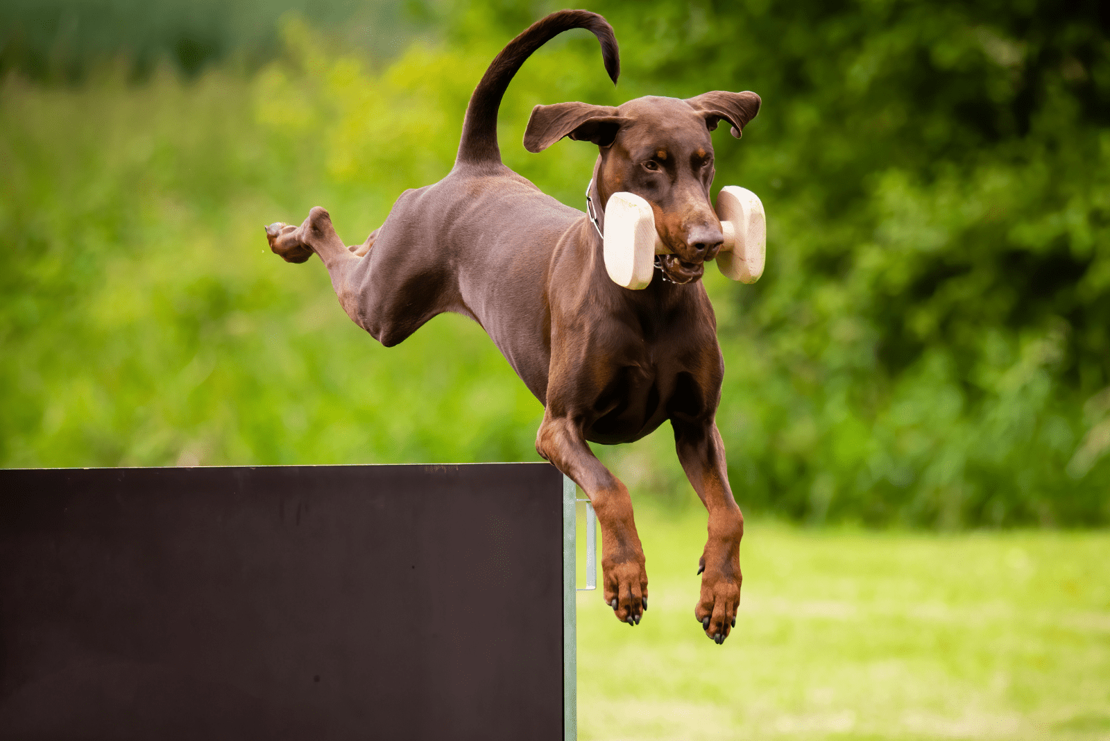 brown doberman jumps over obstacles