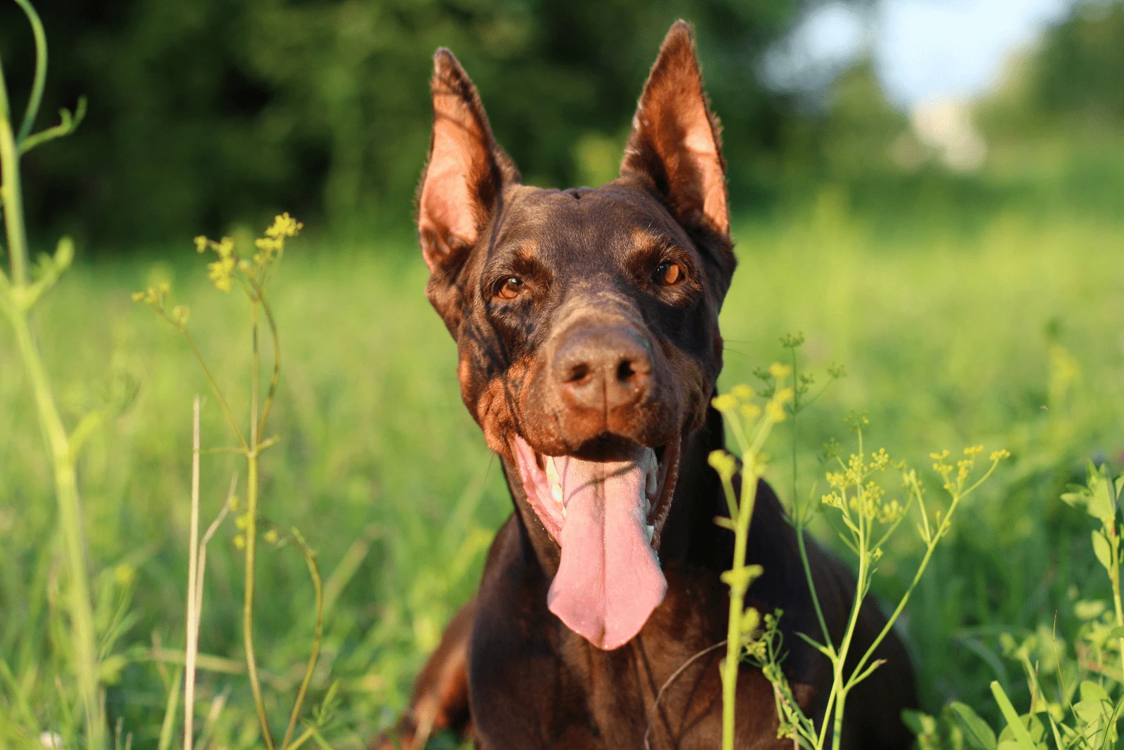 brown doberman lying in the grass with his tongue out