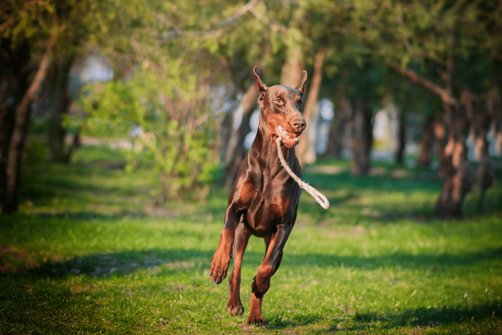 brown doberman running across the field with saurgan in mouth