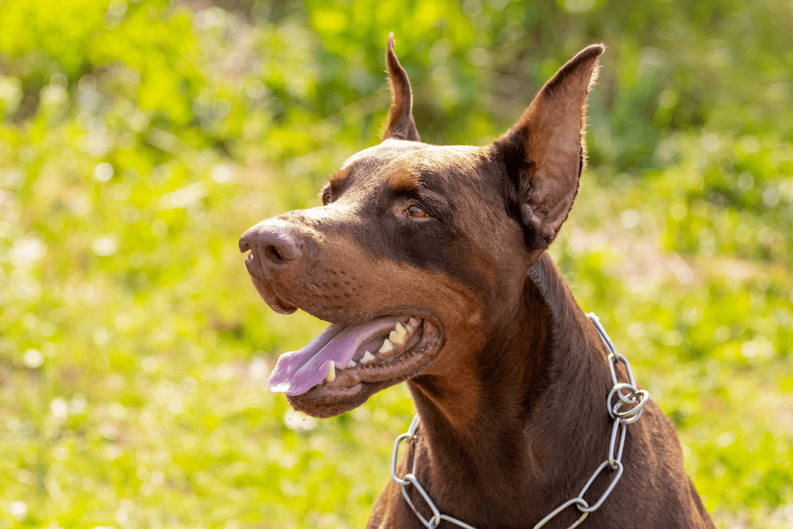 brown doberman sitting in green grass and looking away