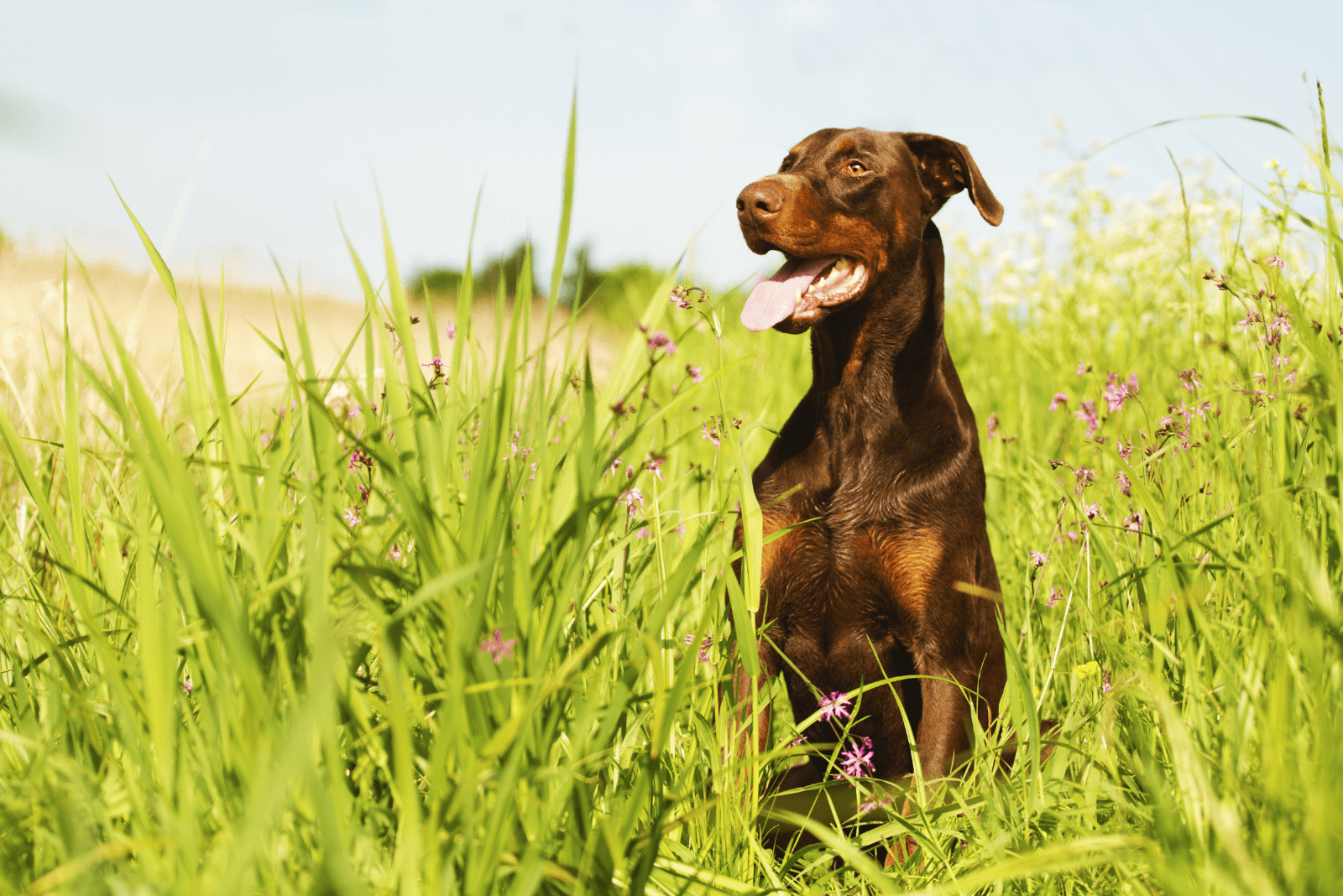 brown doberman sitting in green grass