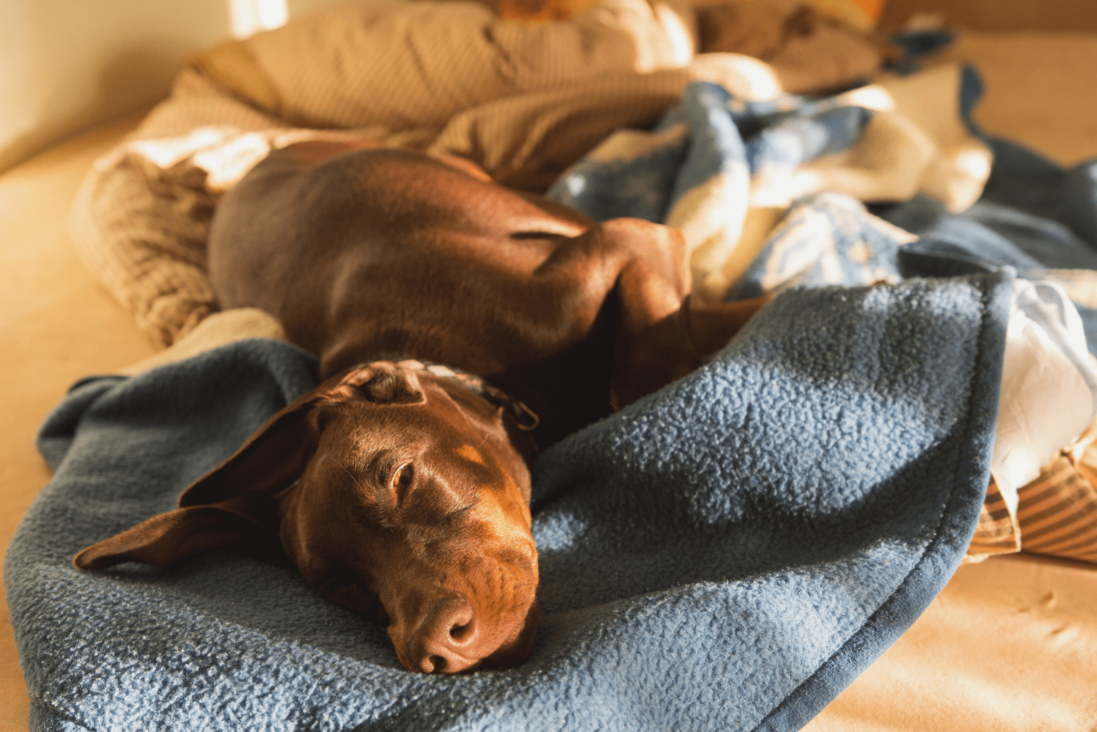 brown doberman sleeping on the bed