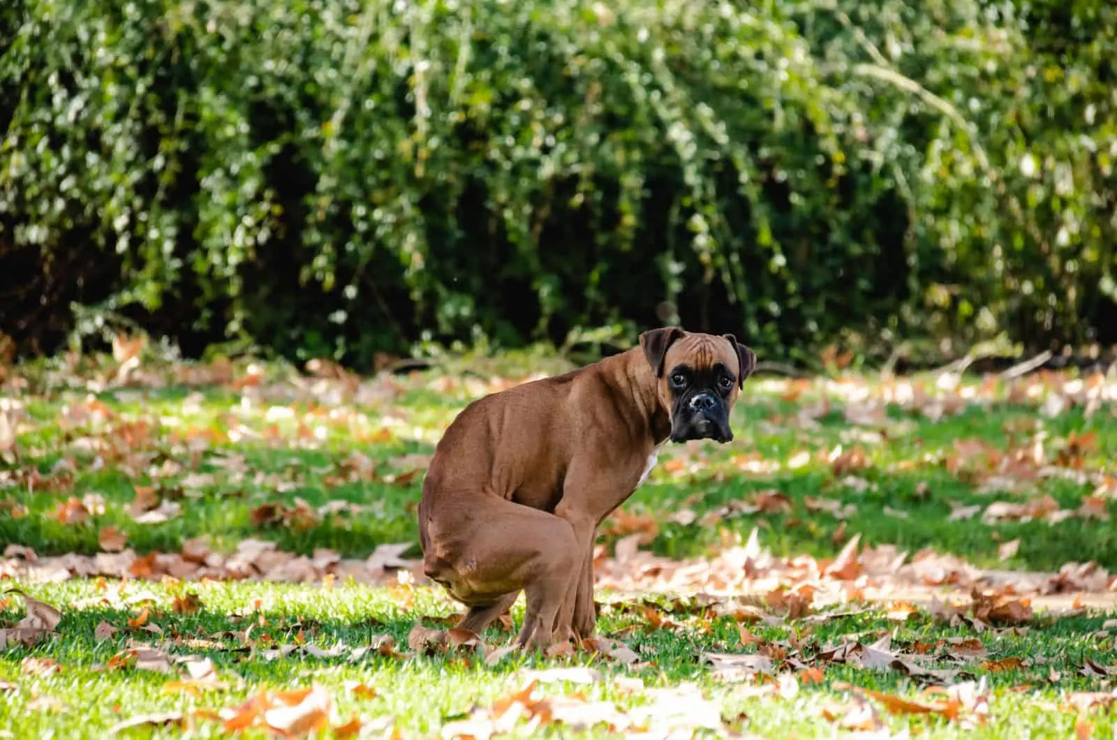 How To Make A Dog Poop Instantly: 7 Handy Tips How To Make A Dog Poop Instantly: 7 Handy Tips