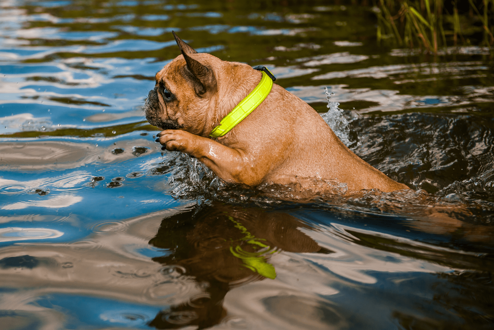 brown french bulldog swims in water