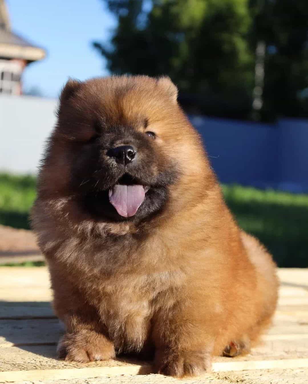 brown mini chow chow sitting