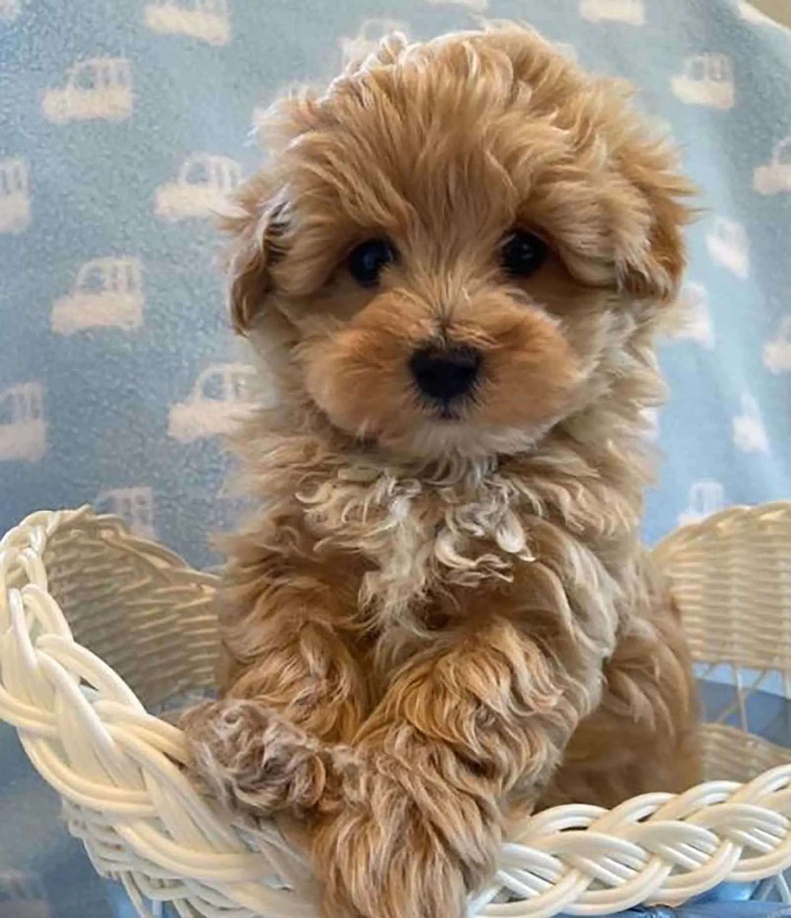 brown teacup maltese mix sitting in a basket