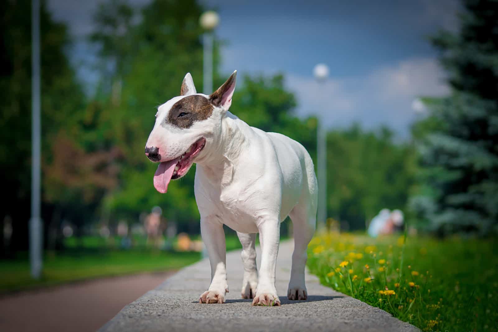 bull terrier walking in the park