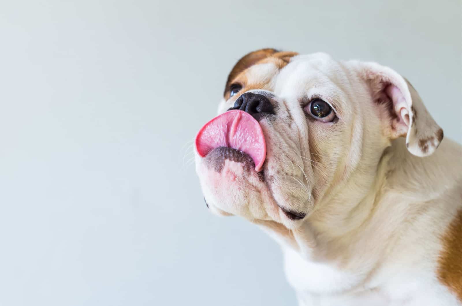 bulldog licking his mouth