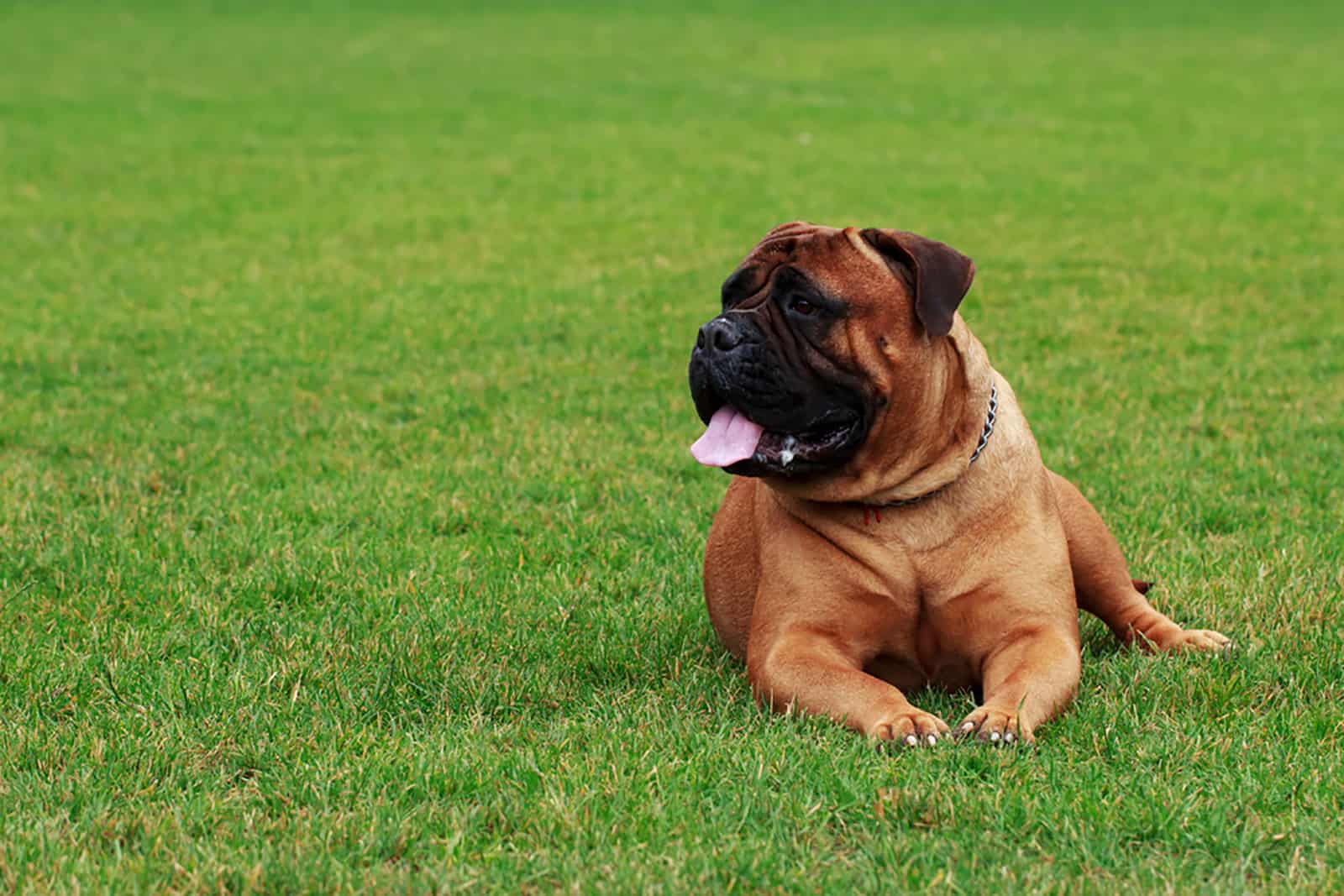 bullmastiff lying on the grass