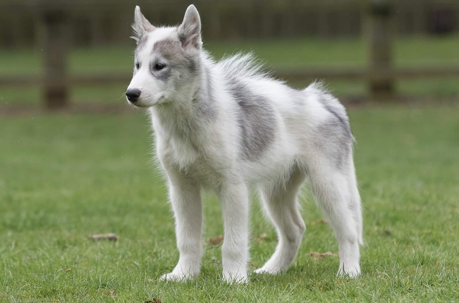 canadian eskimo dog standing on the lawn