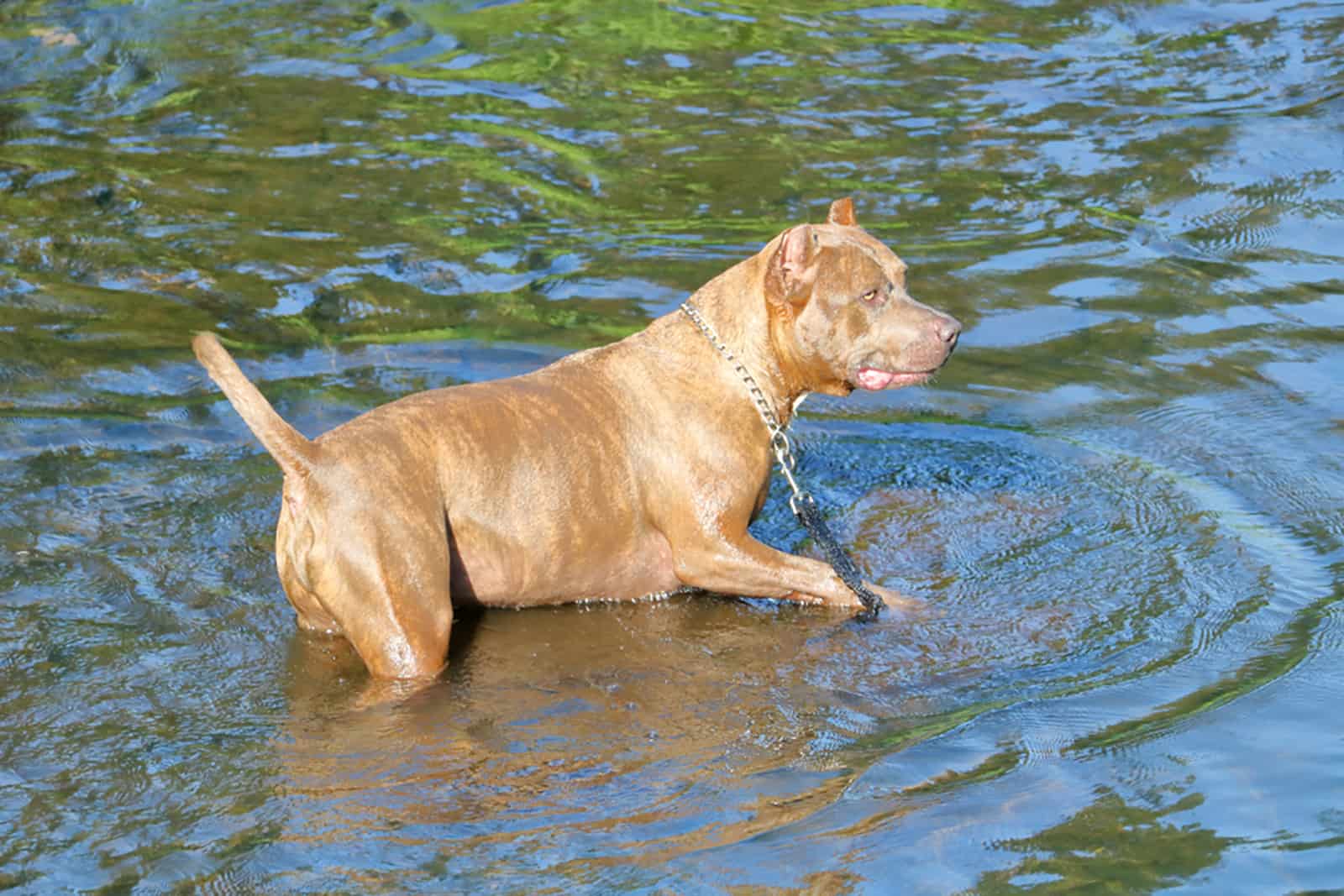 catahoula bulldog standing in a water