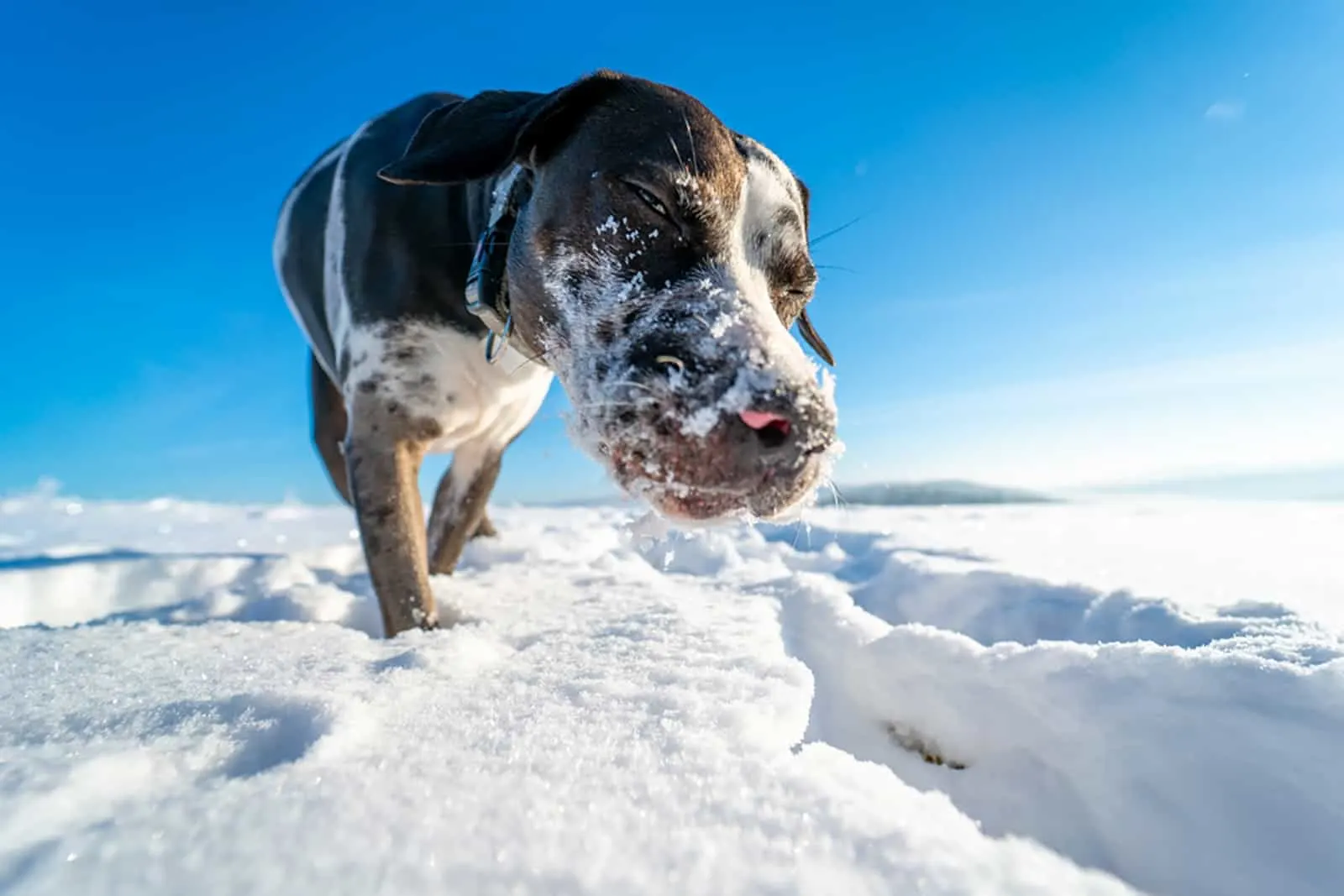 catahoula leopard dog in the snow