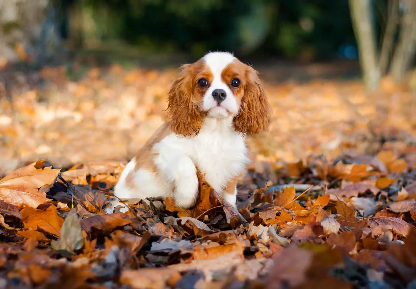 cavalier king charles spaniel sitting in the park