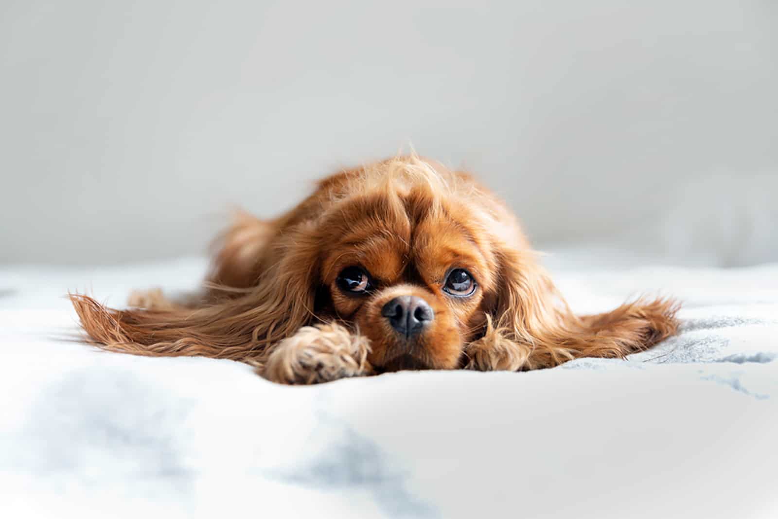 cavalier king charles spaniel dog relaxing on the bed