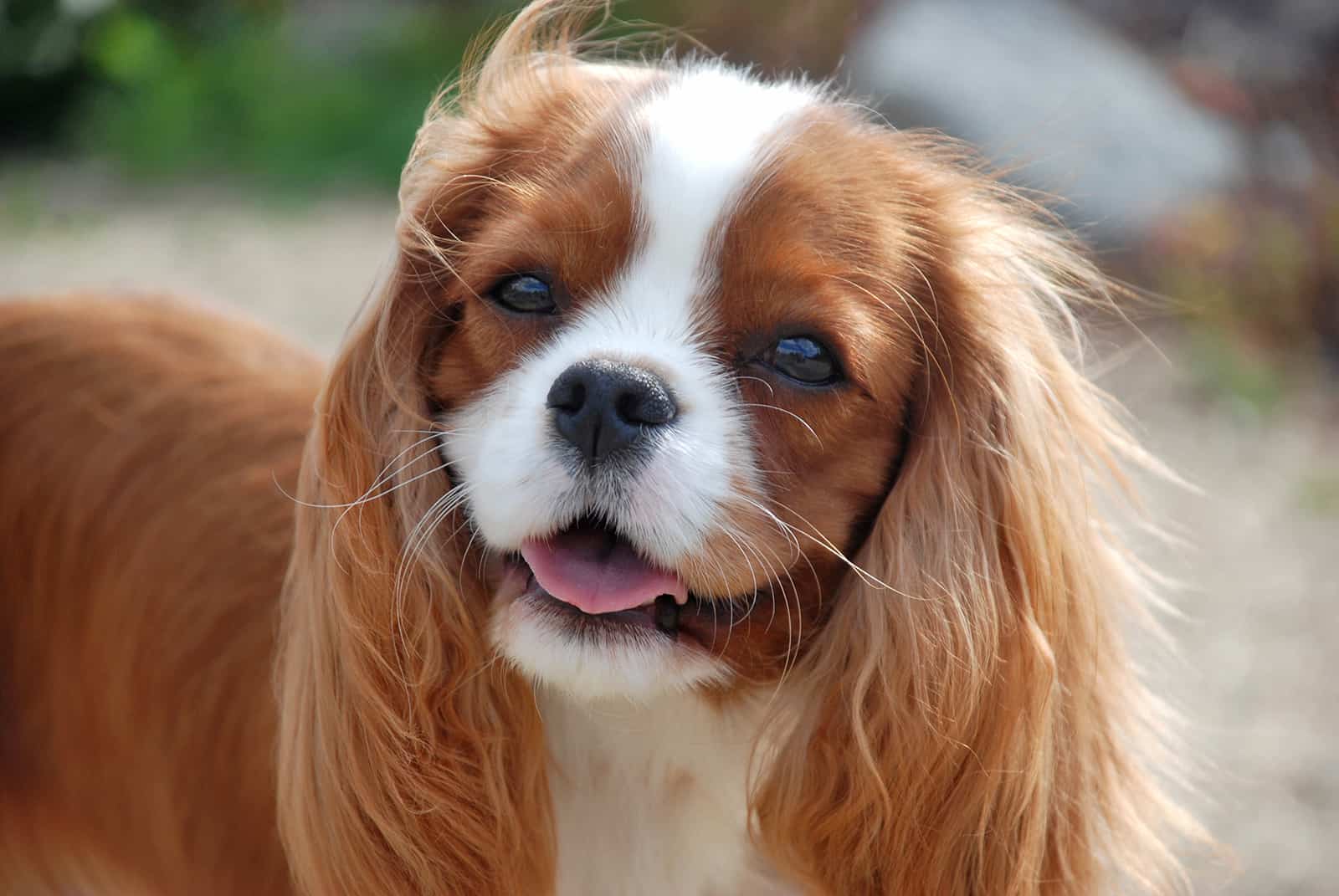 cavalier king charles spaniel standing on the wind