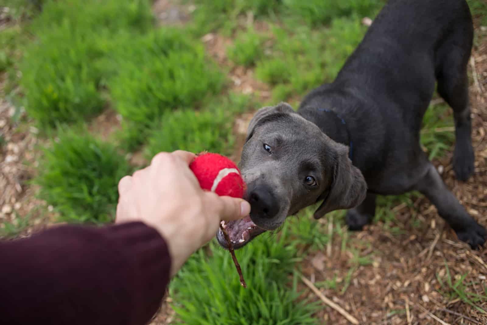 charcoal color labrador retriever puppy playing with tennis ball