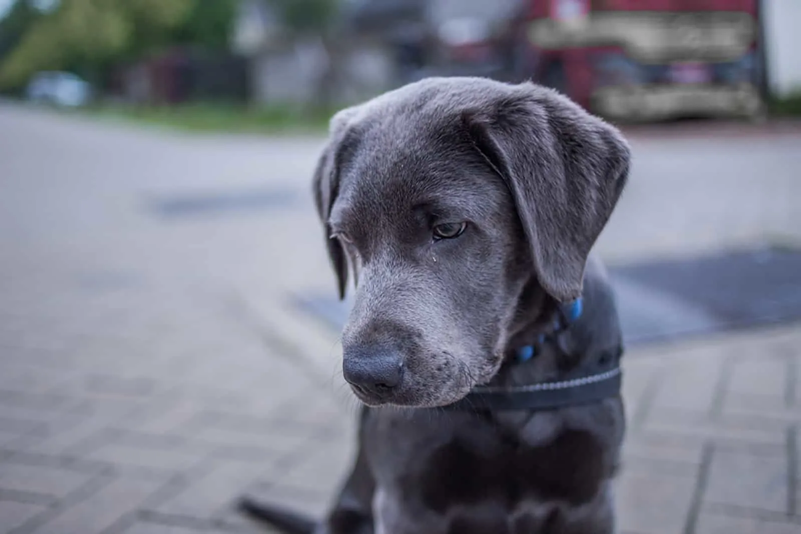 charcoal lab puppy looking down while sitting on the ground