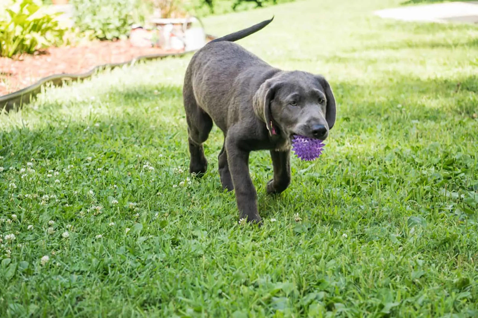 charcoal color puppy playing with a ball