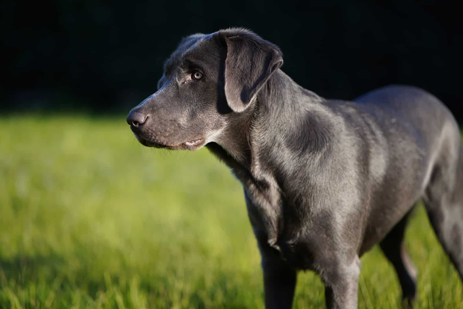 charcoal lab standing on the grass