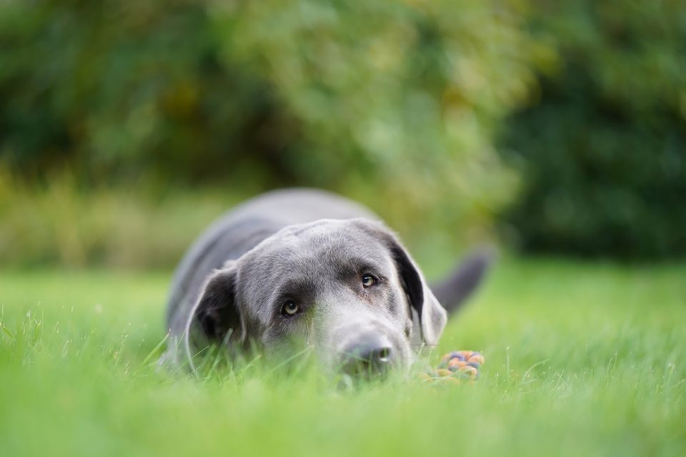 Charcoal Lab Unique Labrador Retriever Color