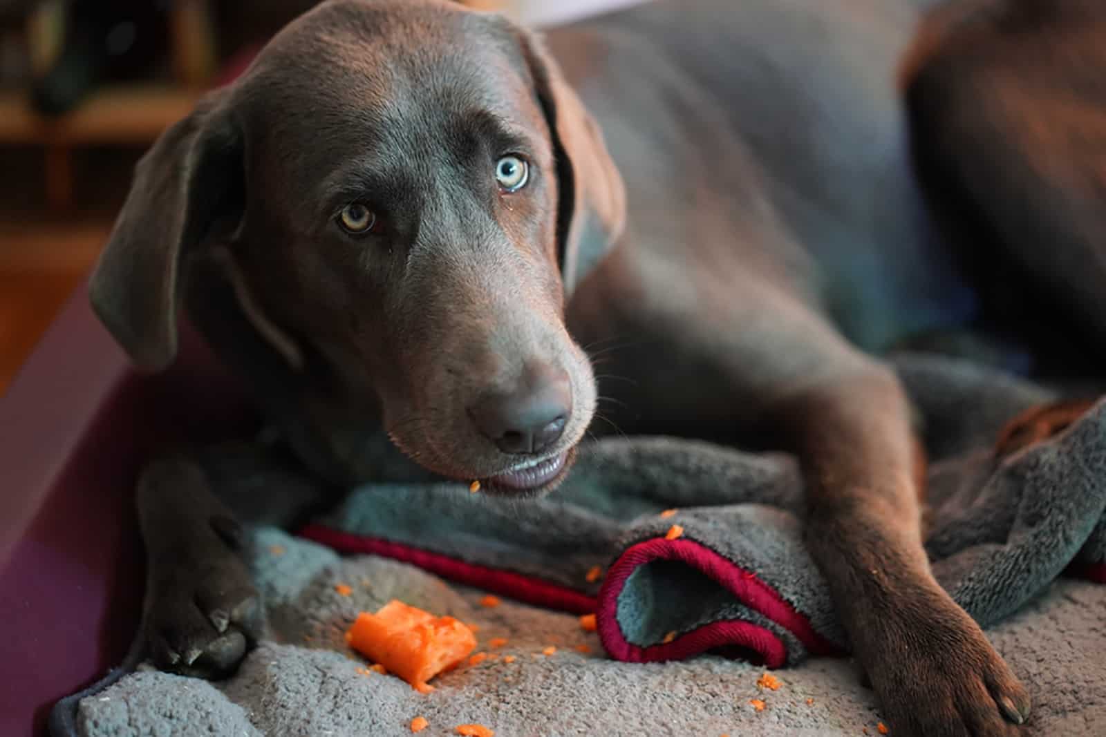 charcoal labrador retriever lying in the bed and eating a carrot