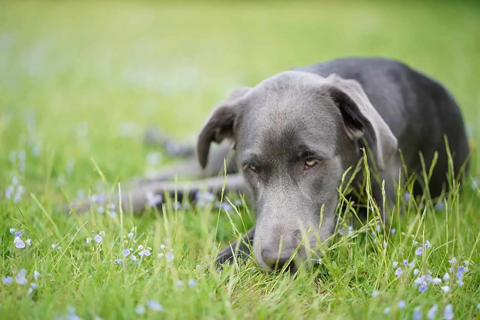 charcoal labrador retriever lying on the grass