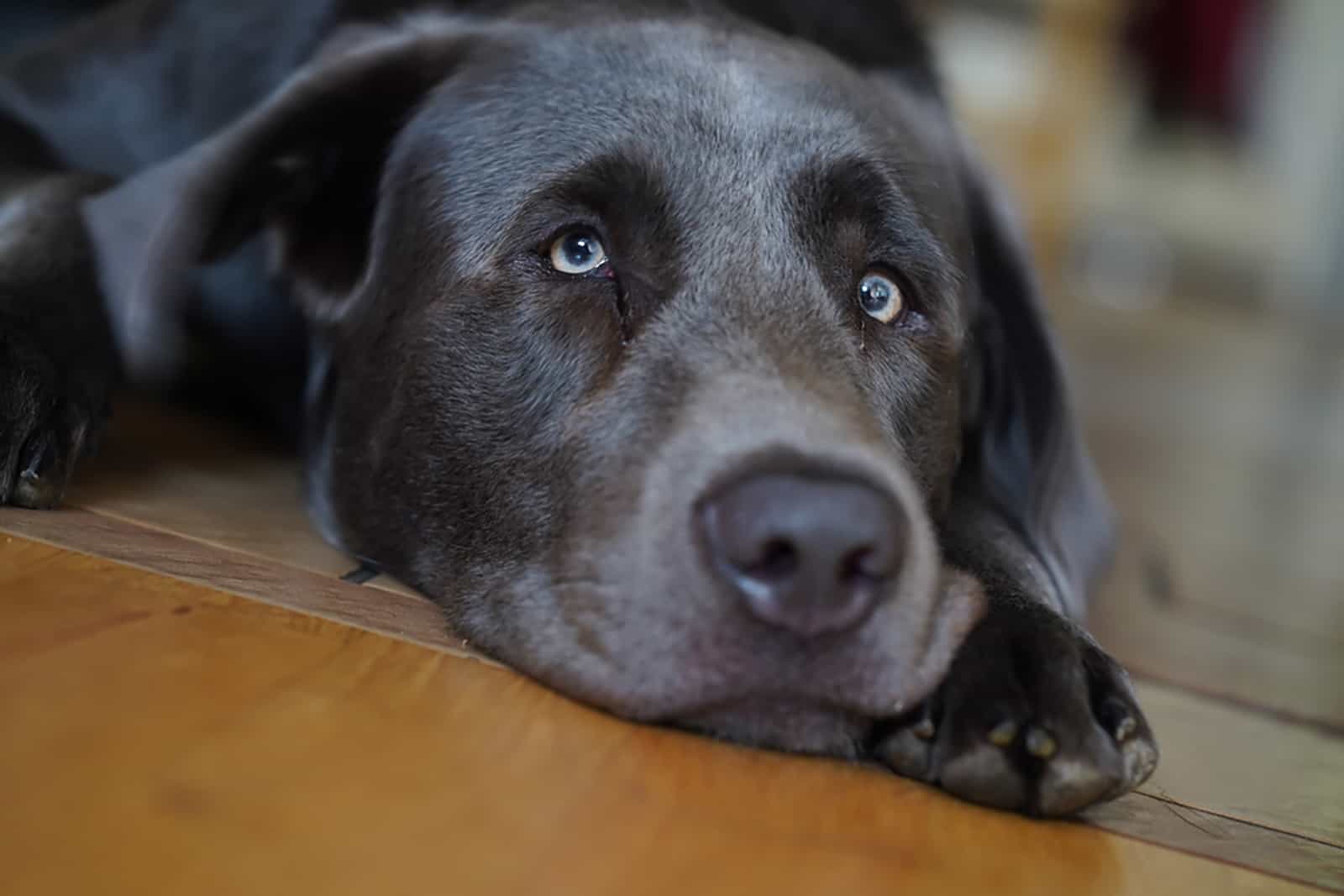 charcoal labrador retriever lying on the floor