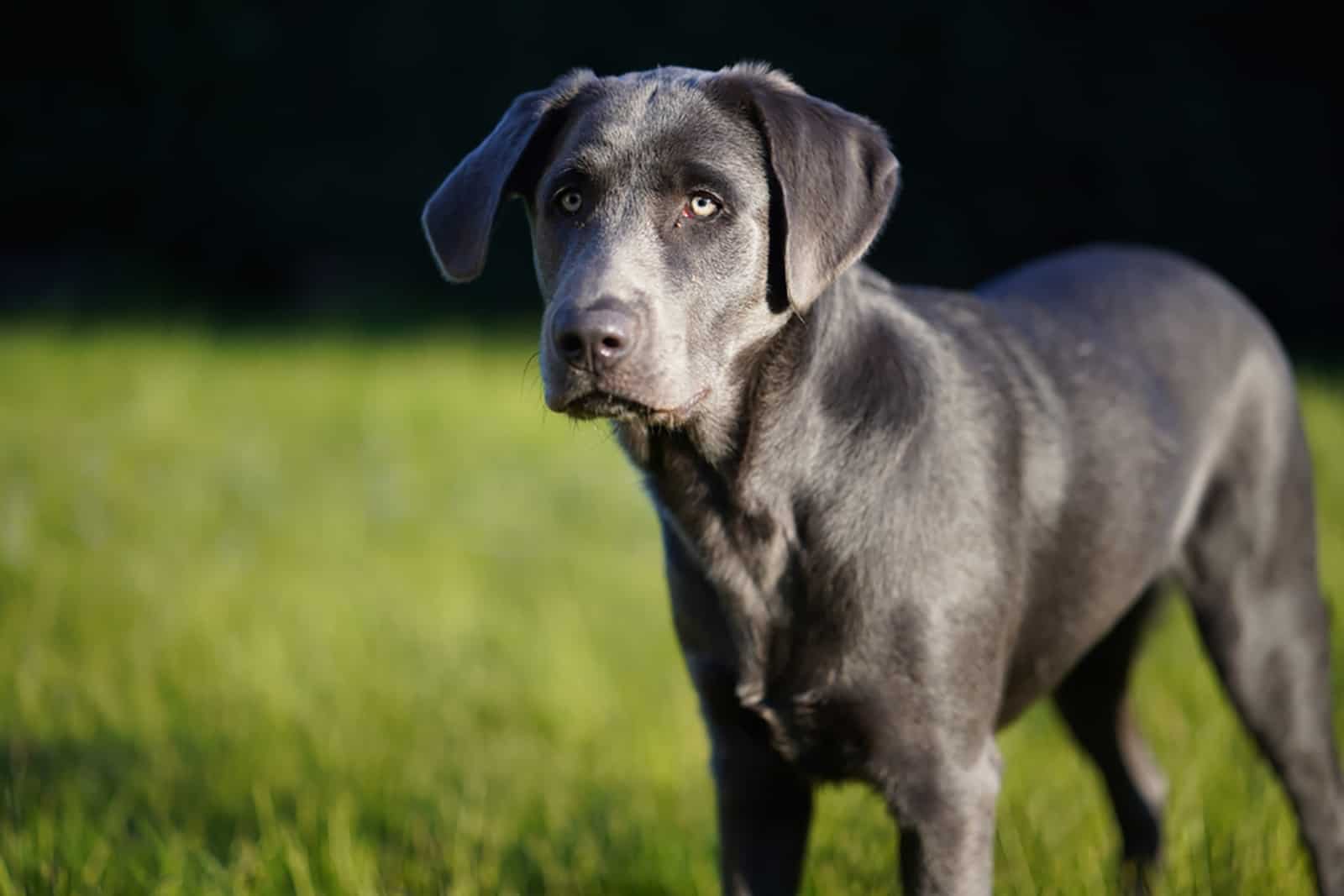charcoal labrador standing on the lawn in a sunny day