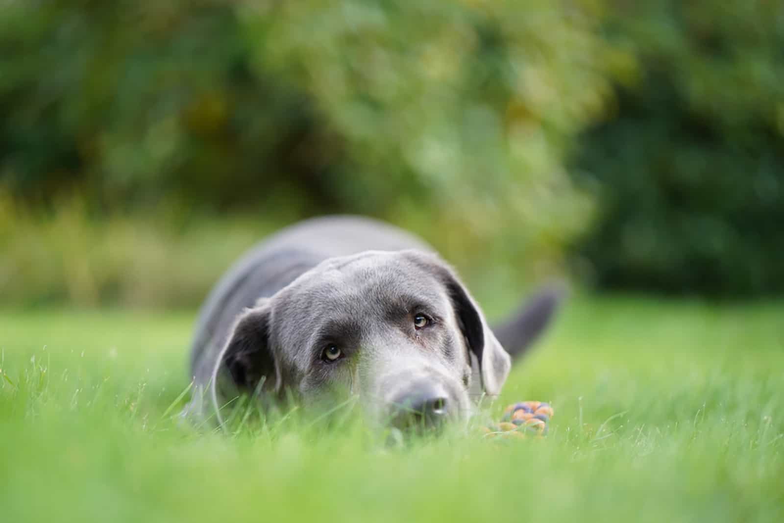 charcoal labrador lying on the grass