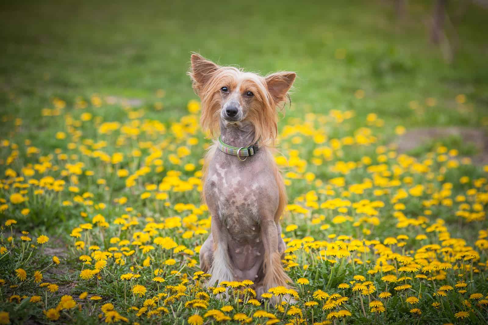 chinese crested dog on the meadow of dandelions