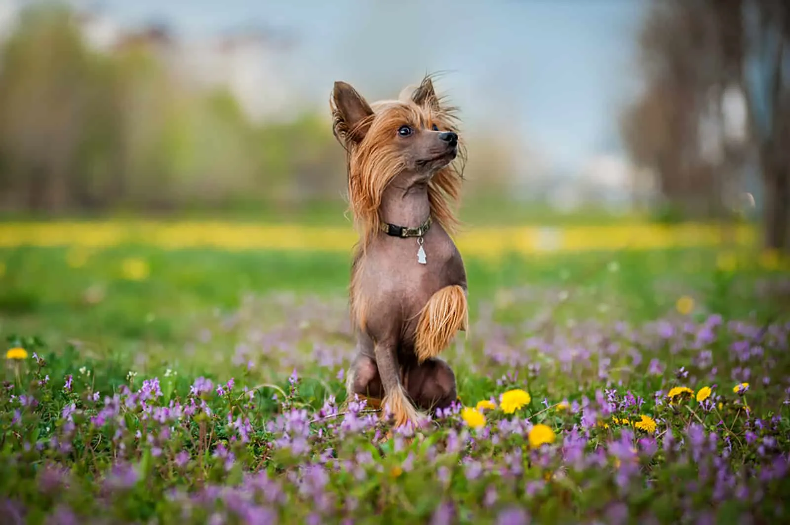 chinese crested dog on the booming field