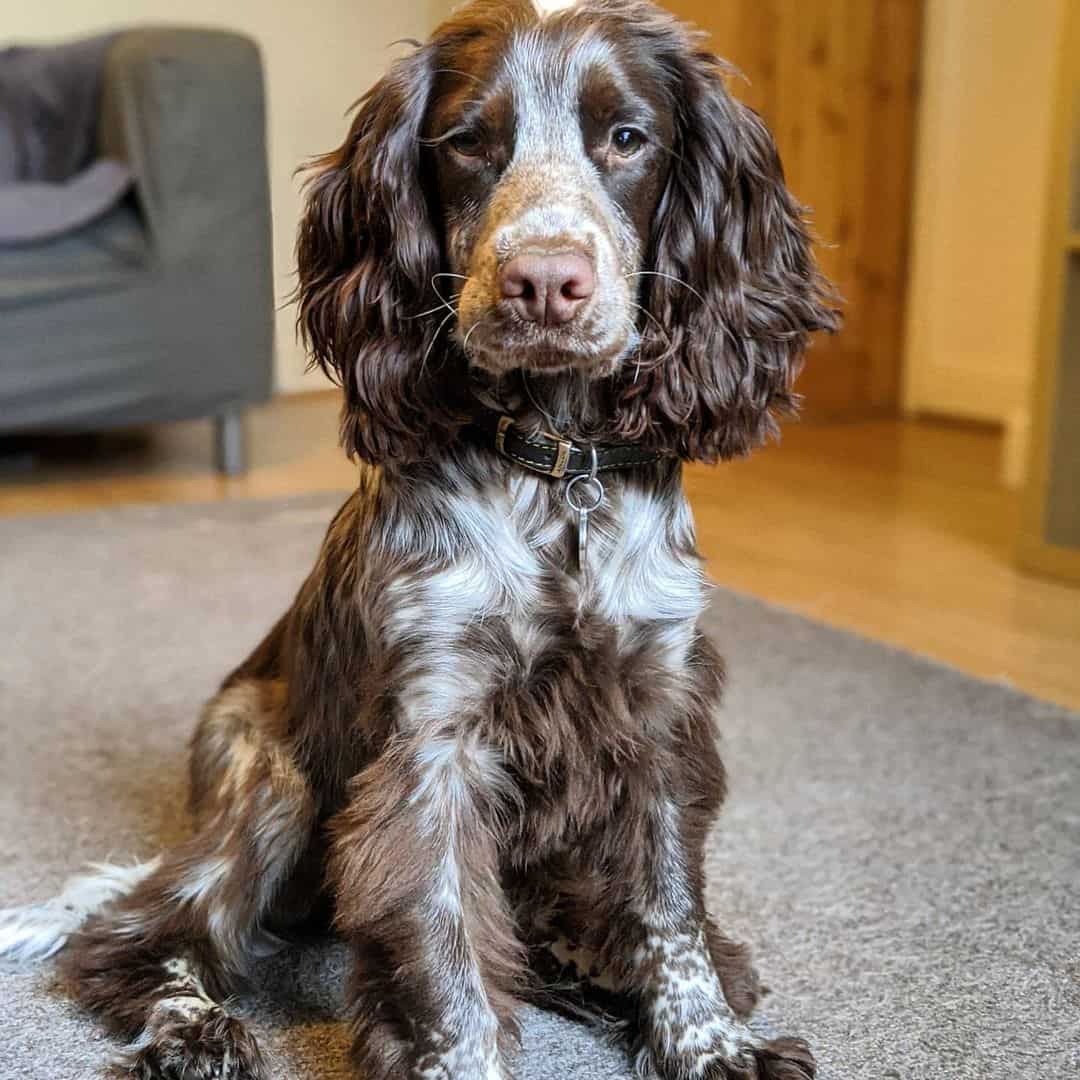 chocolate roan cocker spaniel