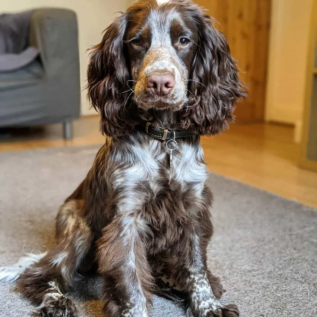 chocolate roan cocker spaniel