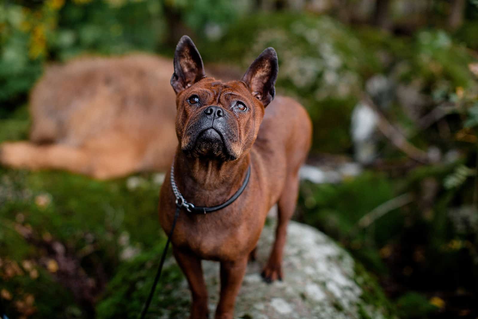 chongqing dog standing on the rock